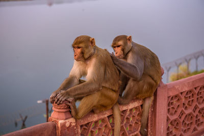 Monkey sitting outdoors