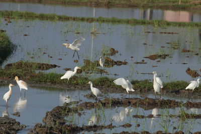 Birds perching on lake