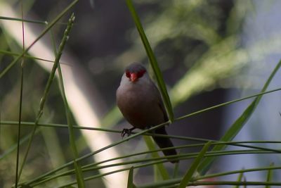 Close-up of bird perching on branch