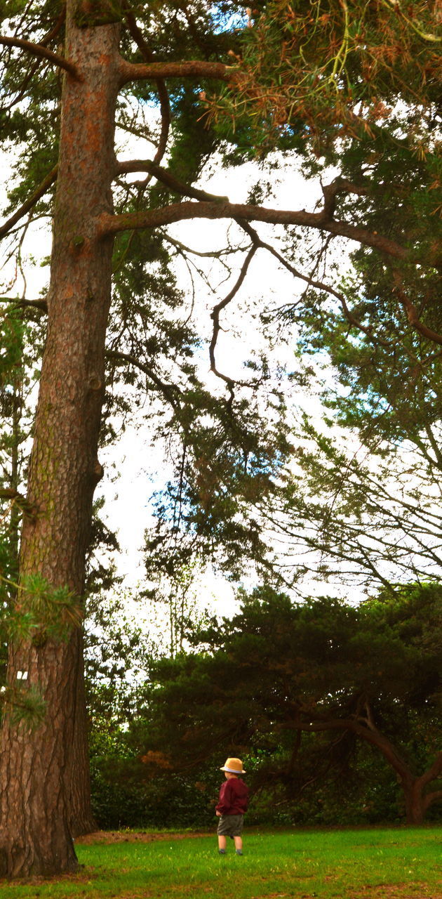 BOY PLAYING ON TREE