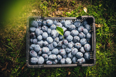 High angle view of food in container