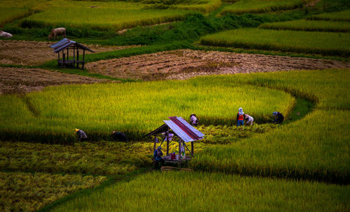 People working on agricultural field