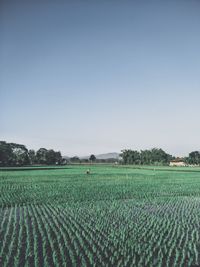 Scenic view of agricultural field against clear sky