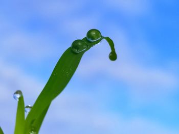 Close-up of wet plant against blue sky