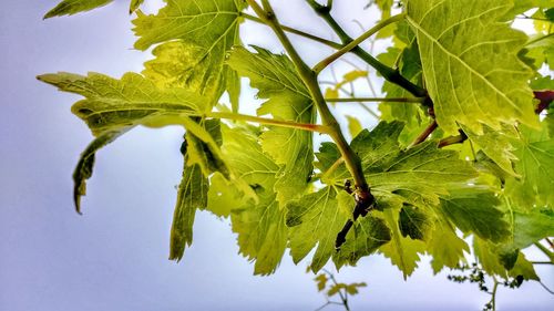 Low angle view of tree against sky