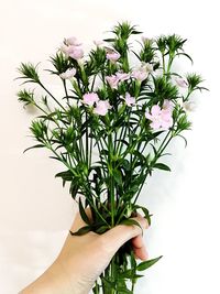 Close-up of woman holding flower