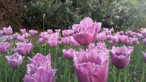 Pink tulips growing at park
