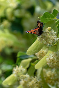 Close-up of butterfly pollinating on flower