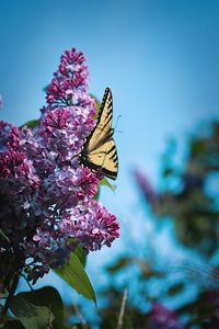 Close-up of butterfly pollinating on pink flower