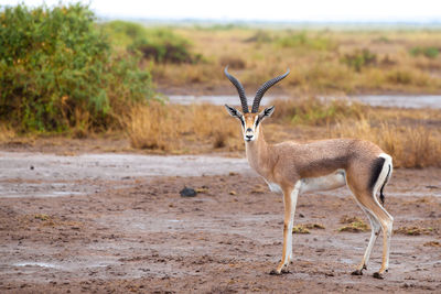 Side view of giraffe on field