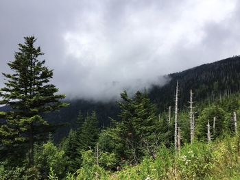 Trees in forest against sky