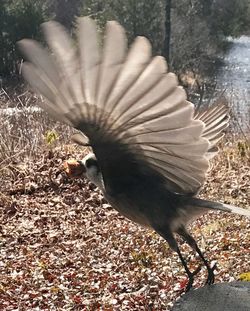 Close-up of bird