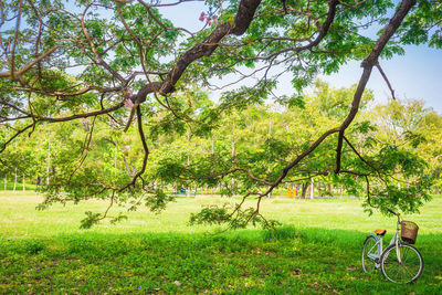 Trees in park