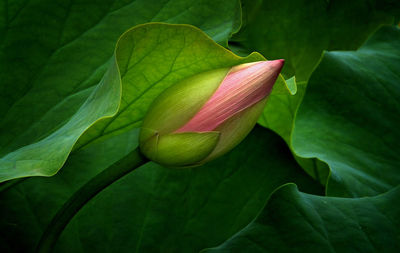 Close-up of lotus on leaf