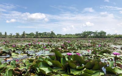 Lotus water lilies floating in pond against sky