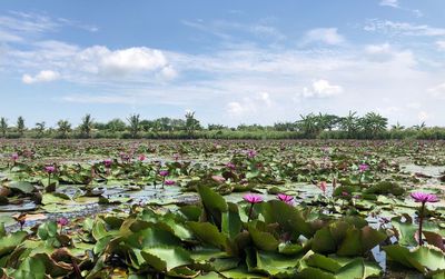 View of flowering plants on field against sky