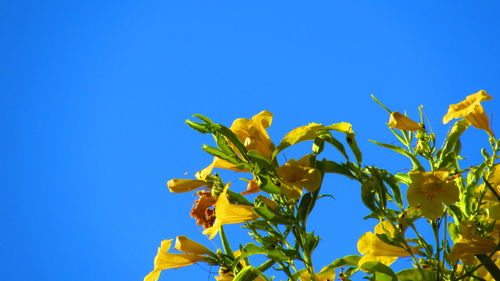 Low angle view of yellow flowers blooming against clear blue sky