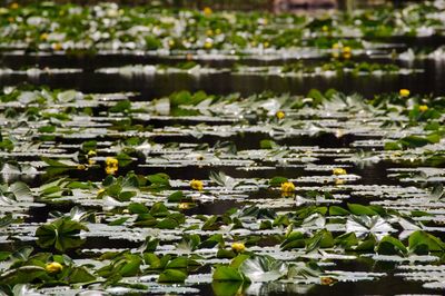 Lotus water lily amidst leaves in lake