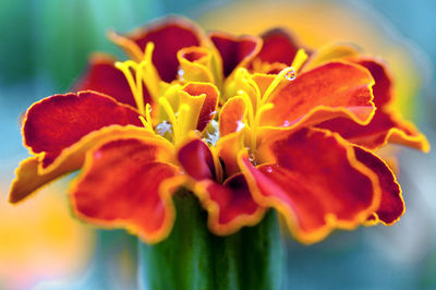 Close-up of yellow flower blooming outdoors