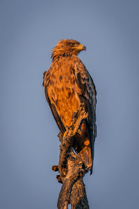 Low angle view of bird perching against clear sky