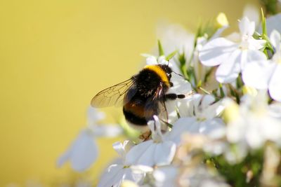 Close-up of bee on white flower