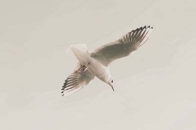 Close-up of bird flying