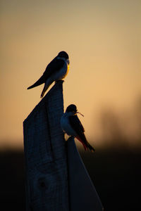 Close-up of birds perching on the sunset