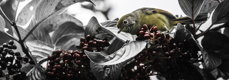 Close-up low angle view of horse against sky