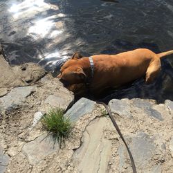 Side view of dog looking away