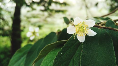 Close-up of white cherry blossoms