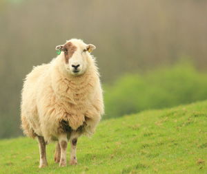 Portrait of sheep on field