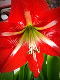 Close-up of red flower