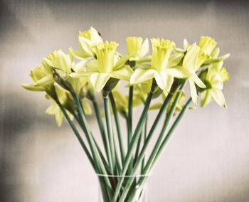 Close-up of flowers blooming outdoors