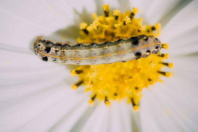 Close-up of insect on yellow flower