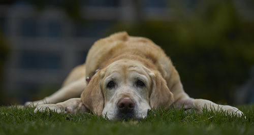 A labrador retriever lies down on the grass.