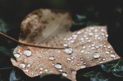 Close-up of raindrops on maple leaves