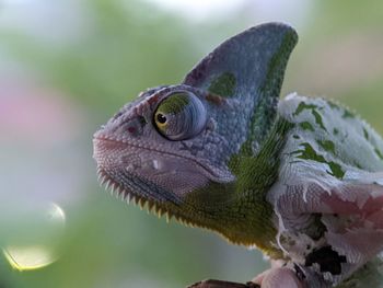 Closeup of lizard chameleon