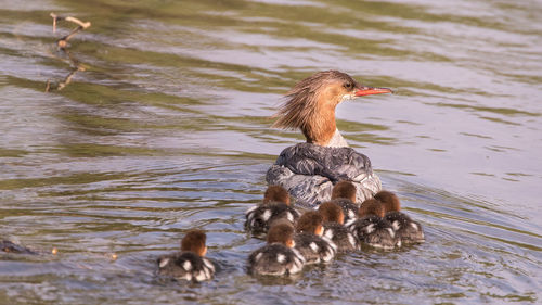 Ducks in a lake