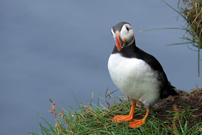 Puffins in mykines