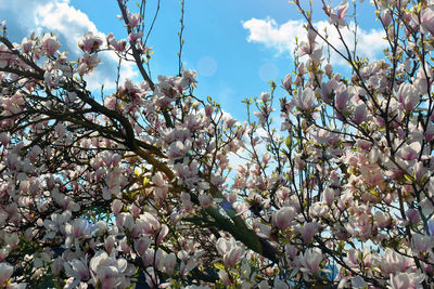 Low angle view of flowers blooming on tree