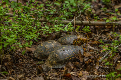 Close-up of turtle on field