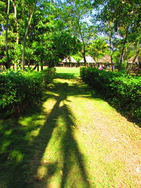 Trees in park