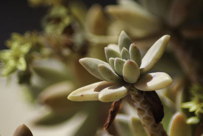 Close-up of white flowering plant