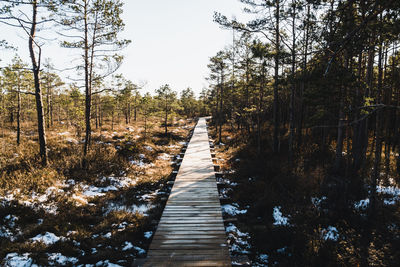 Boardwalk amidst trees in forest against sky