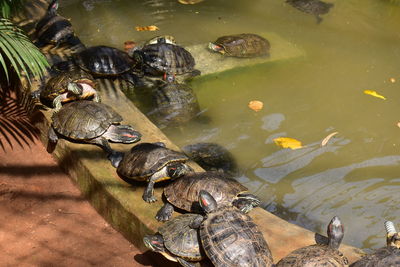 High angle view of turtle in lake