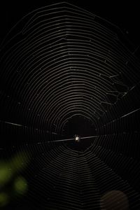 Close-up of spider web at night