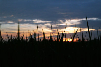 Silhouette plants on field against dramatic sky