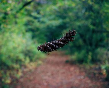 Close-up of dead plant in forest
