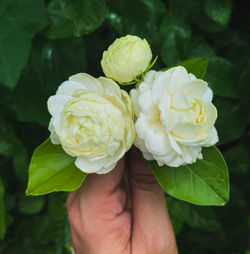 Hand holding a group of jasmine flowers.