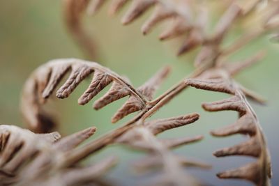 The abstract fern plant leaves in the nature